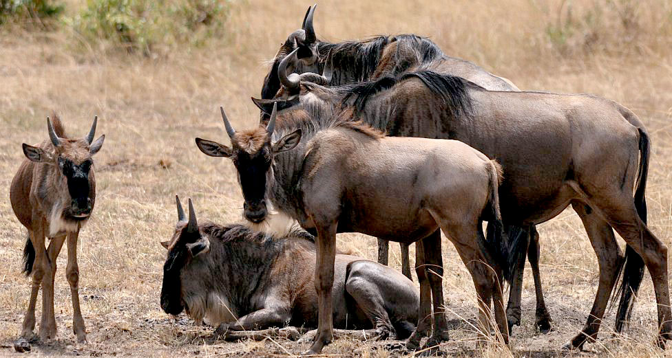 migration of wildebeest in Kenya