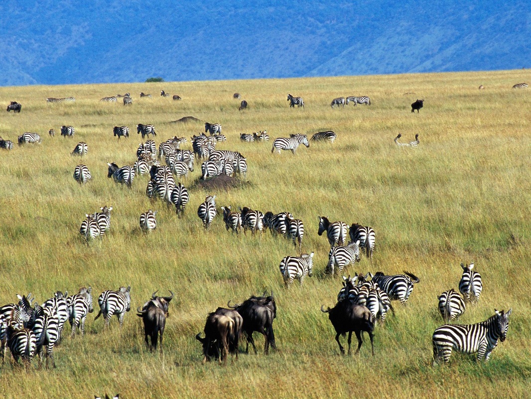 migration in Kenya Masai Mara