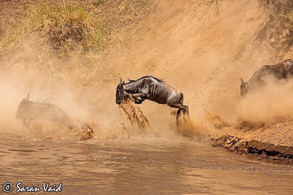 migration of wildebeest in kenya