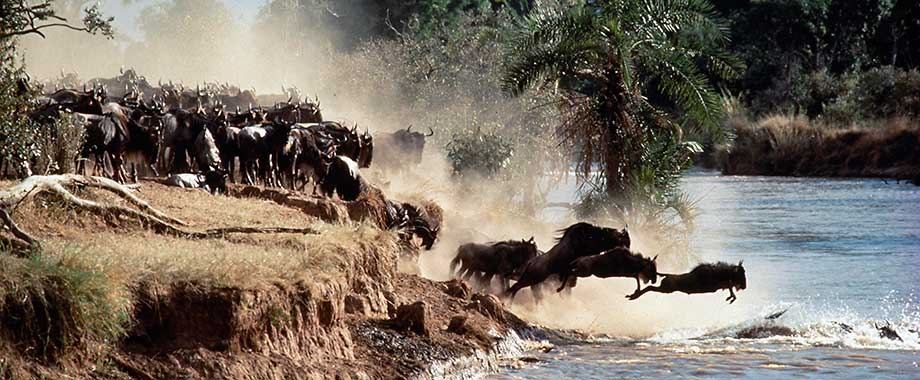 wildebeest migration 