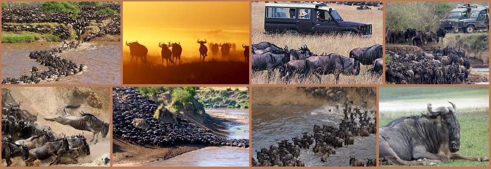 Migration in Kenya masai Mara