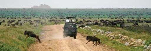 Migration of Wildebeest in Kenya